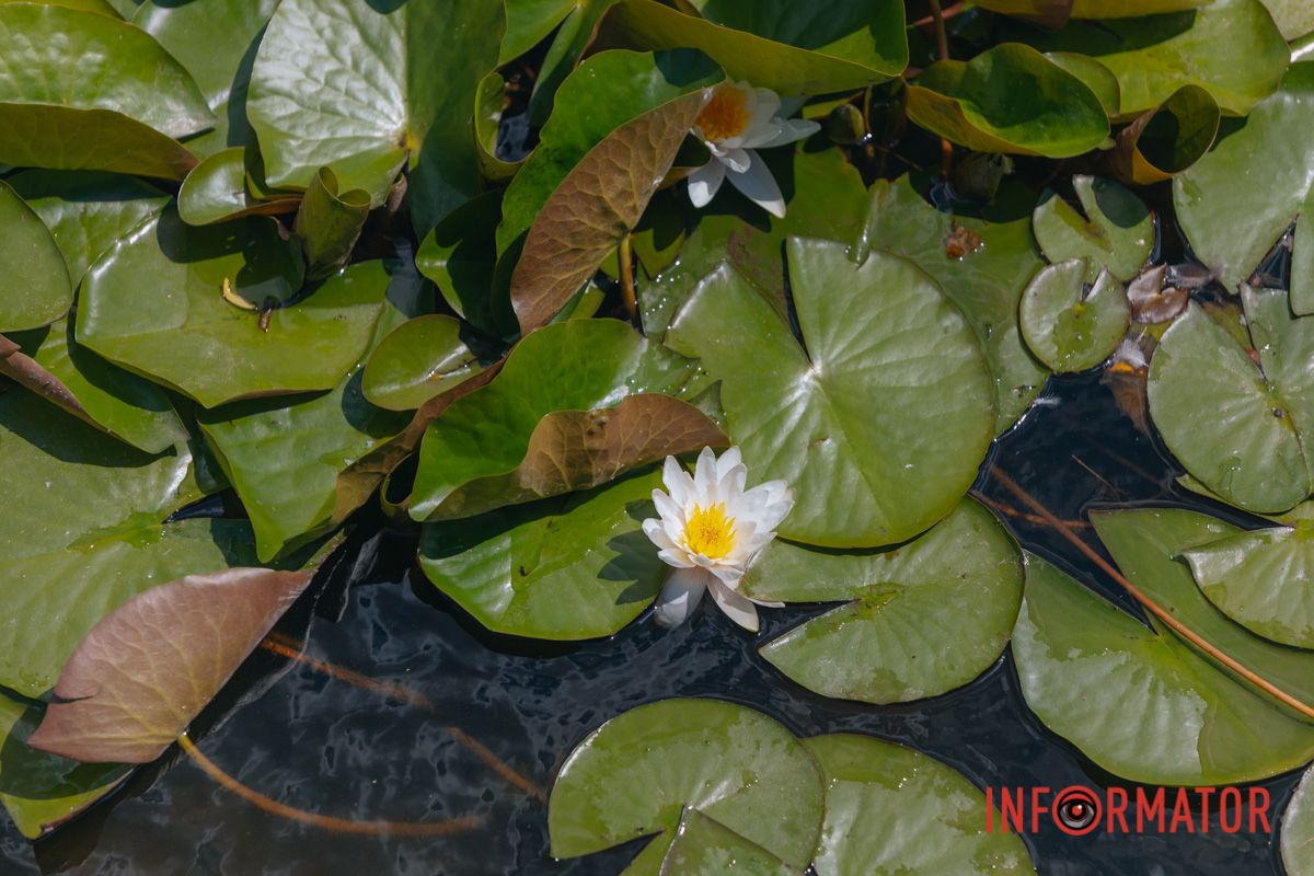 Казка на воді: у яхт-клубі “Січ” розкрились білі, рожеві та персикові лілії 5