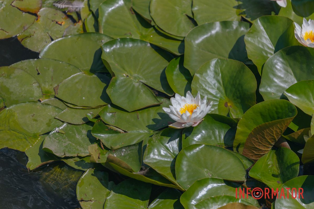Казка на воді: у яхт-клубі “Січ” розкрились білі, рожеві та персикові лілії 6