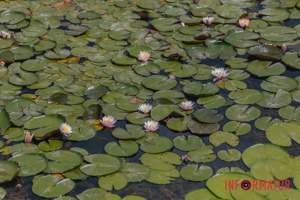 Казка на воді: у яхт-клубі “Січ” розкрились білі, рожеві та персикові лілії 9