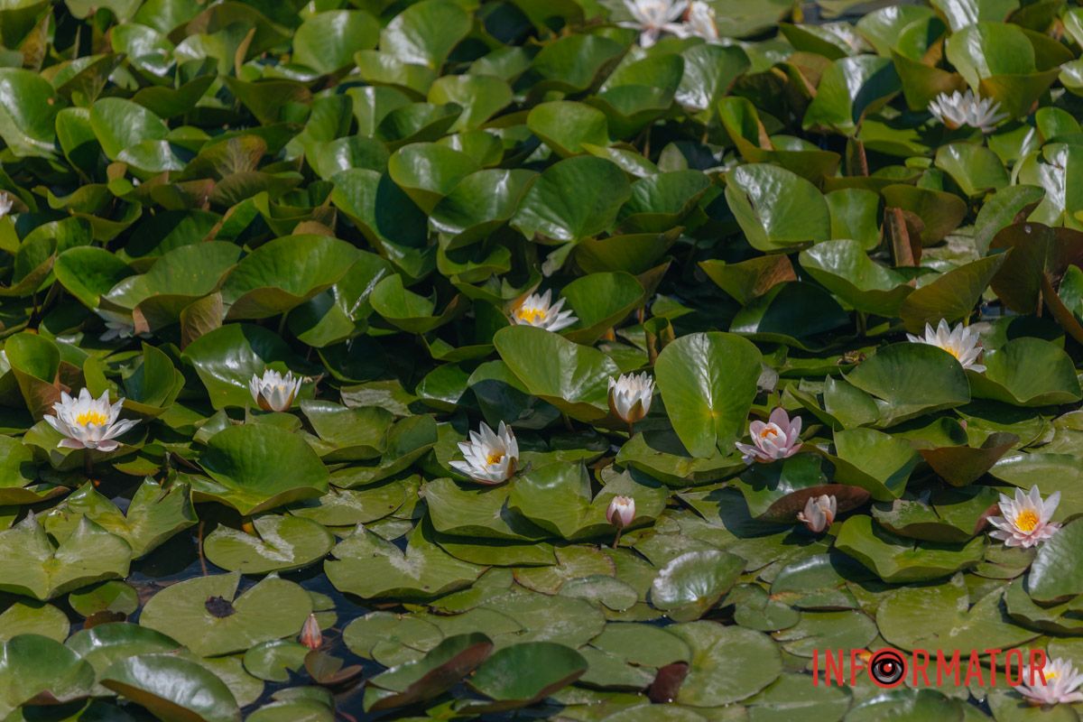 Казка на воді: у яхт-клубі “Січ” розкрились білі, рожеві та персикові лілії 11