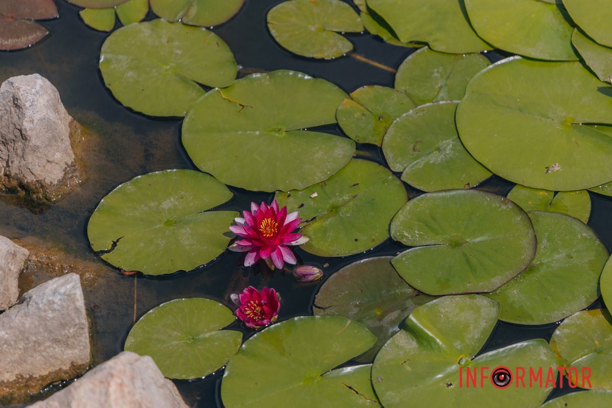 Казка на воді: у яхт-клубі “Січ” розкрились білі, рожеві та персикові лілії 12