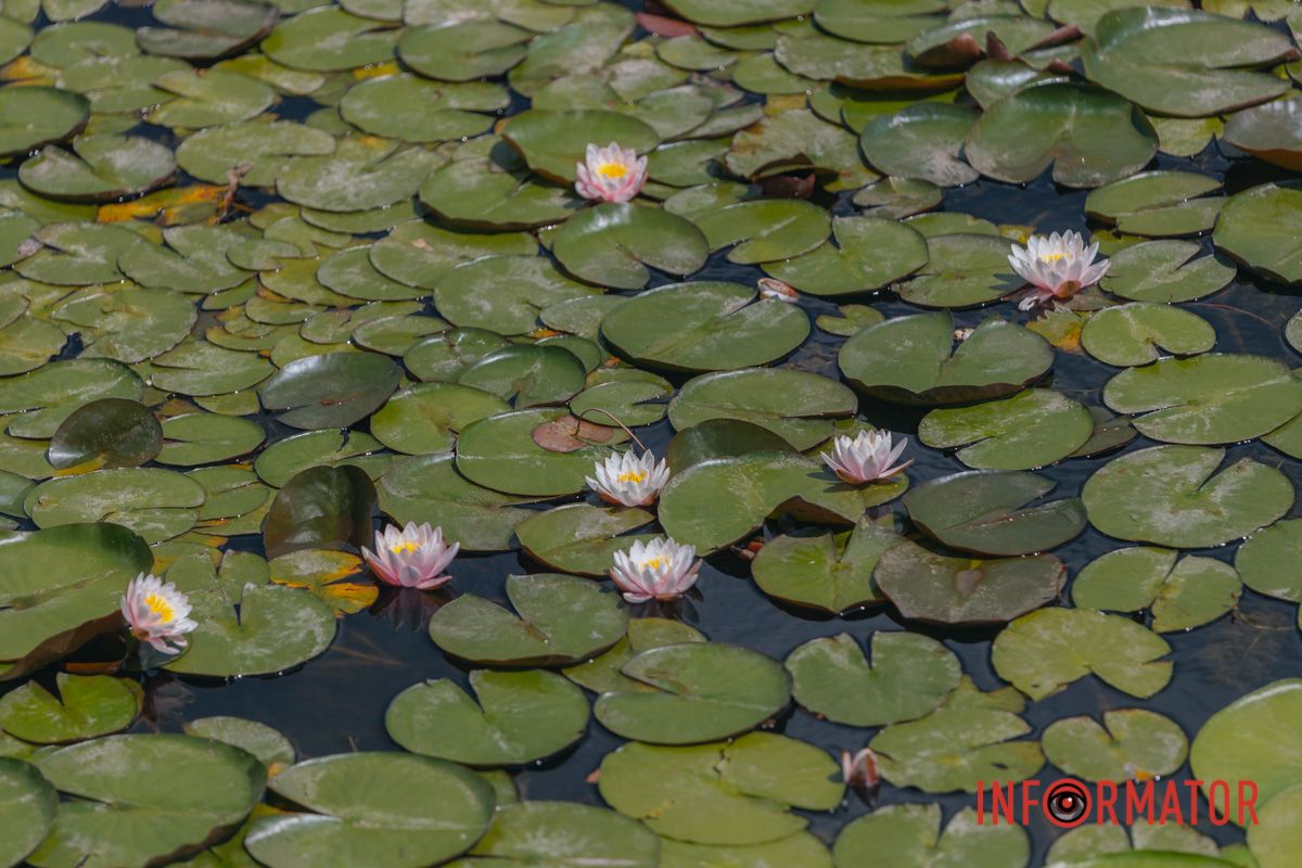 Казка на воді: у яхт-клубі “Січ” розкрились білі, рожеві та персикові лілії 13