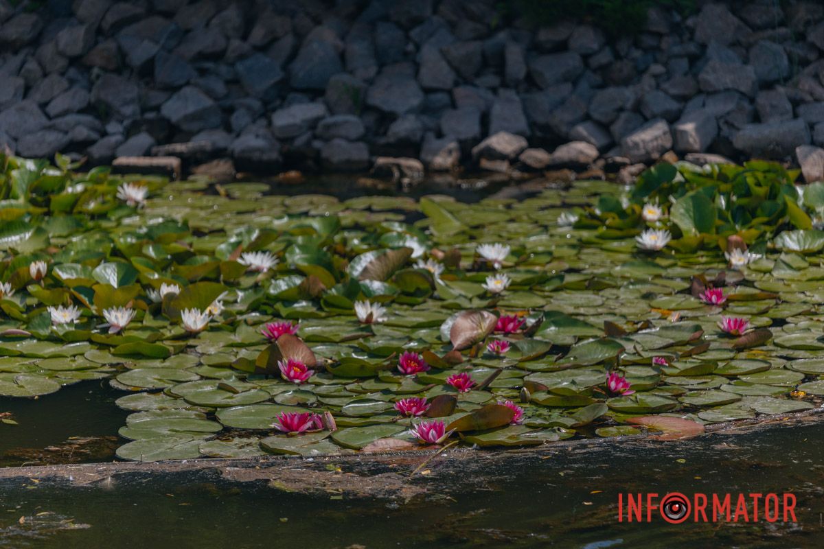 Казка на воді: у яхт-клубі “Січ” розкрились білі, рожеві та персикові лілії 14