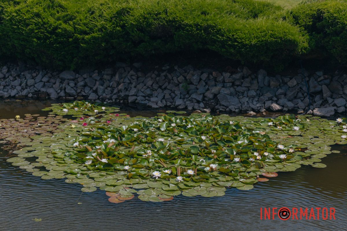 Казка на воді: у яхт-клубі “Січ” розкрились білі, рожеві та персикові лілії 15