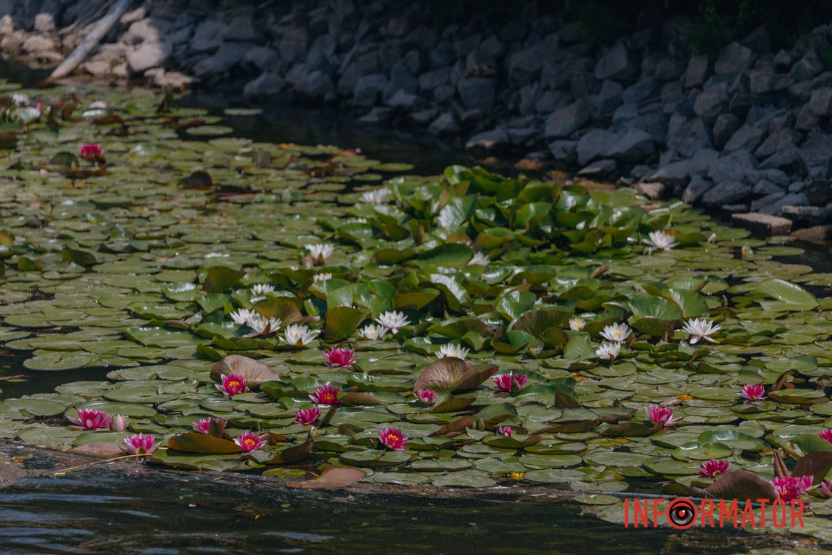 Казка на воді: у яхт-клубі “Січ” розкрились білі, рожеві та персикові лілії 16