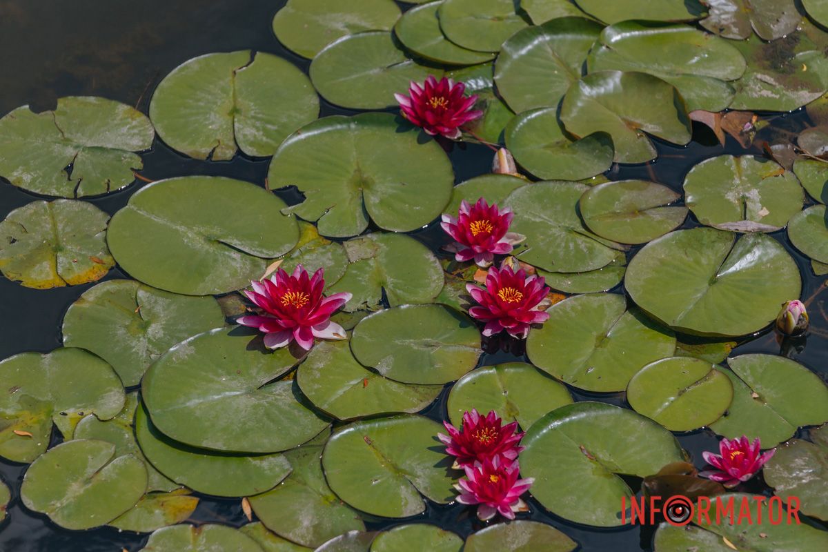 Казка на воді: у яхт-клубі “Січ” розкрились білі, рожеві та персикові лілії 17