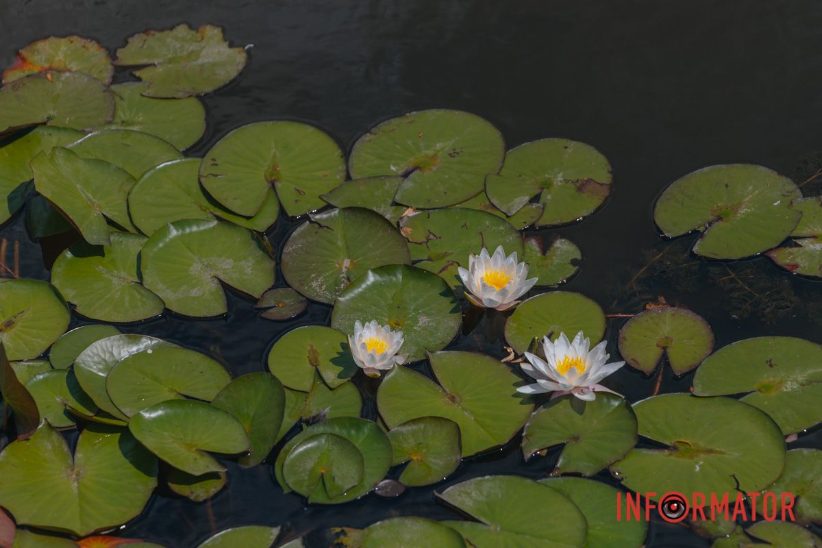 Казка на воді: у яхт-клубі “Січ” розкрились білі, рожеві та персикові лілії 18