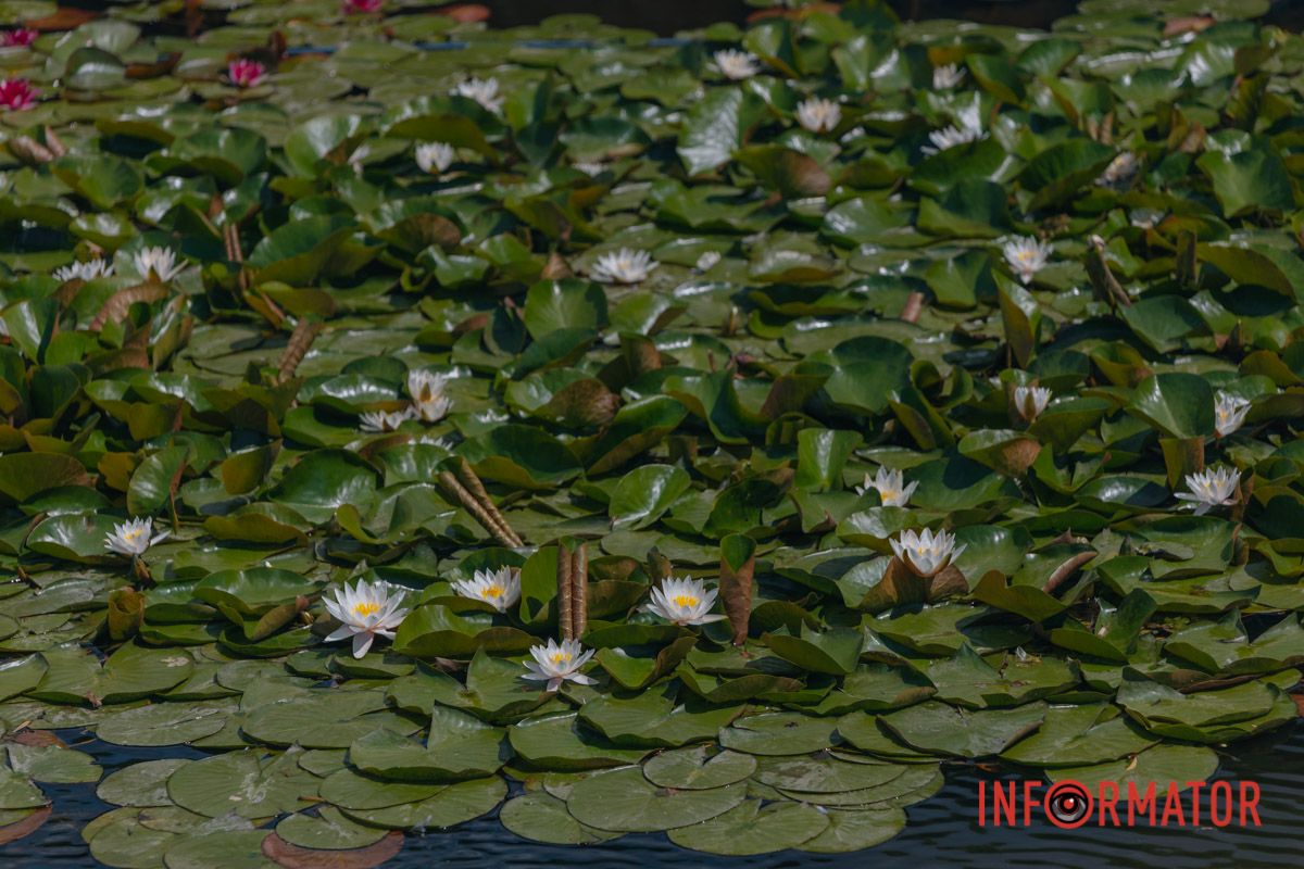 Казка на воді: у яхт-клубі “Січ” розкрились білі, рожеві та персикові лілії 19