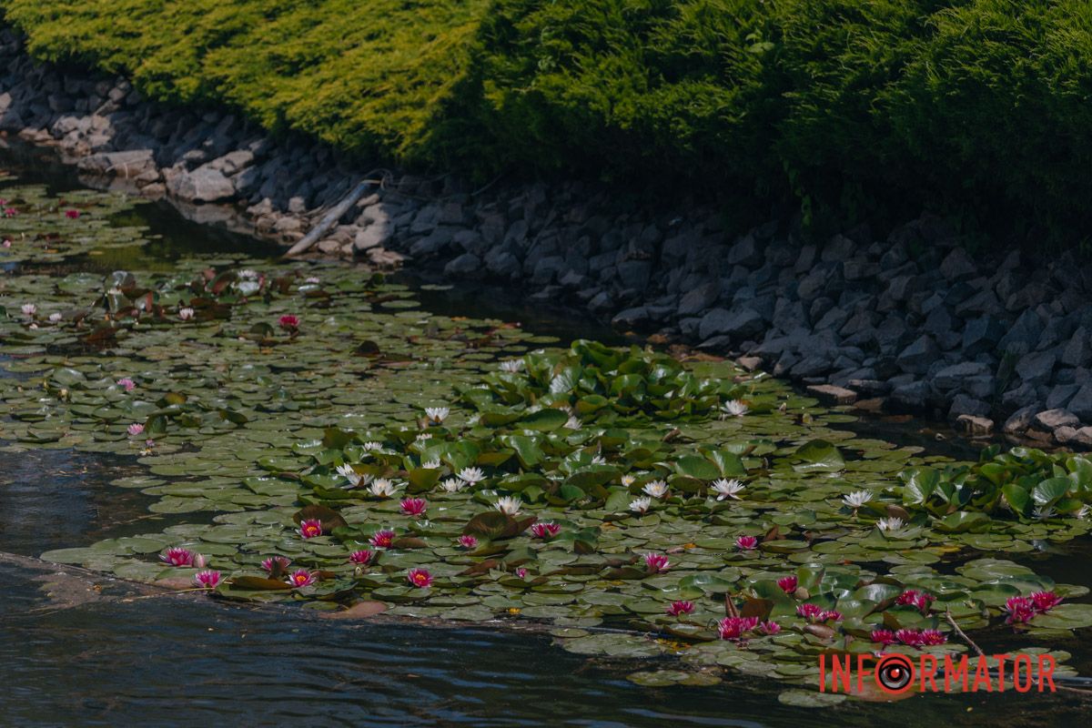 Казка на воді: у яхт-клубі “Січ” розкрились білі, рожеві та персикові лілії 20