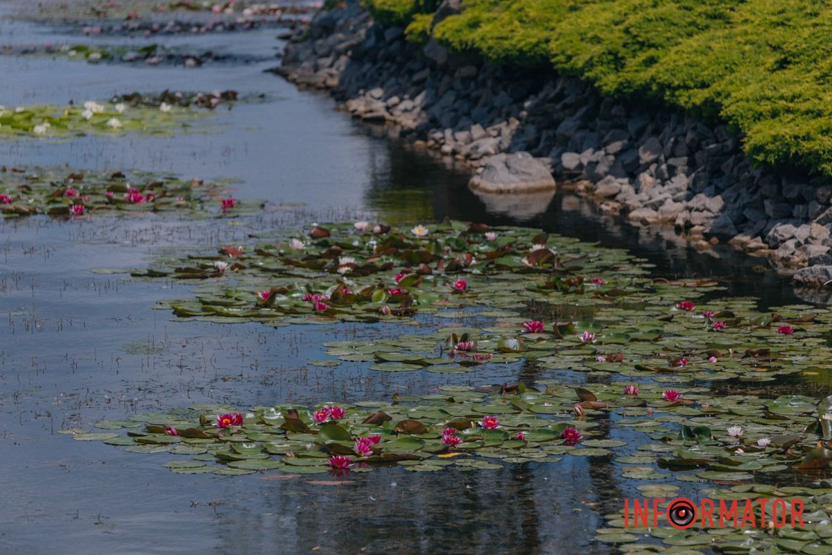 Казка на воді: у яхт-клубі “Січ” розкрились білі, рожеві та персикові лілії 21