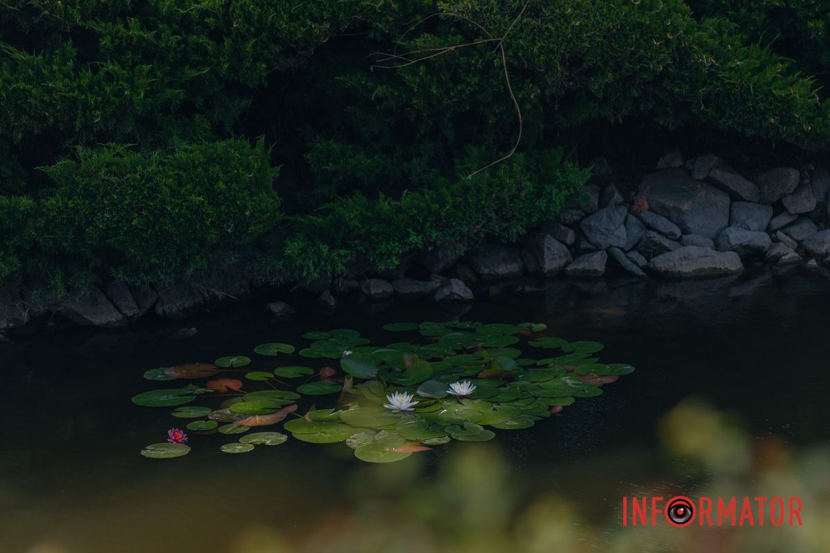 Казка на воді: у яхт-клубі “Січ” розкрились білі, рожеві та персикові лілії 22