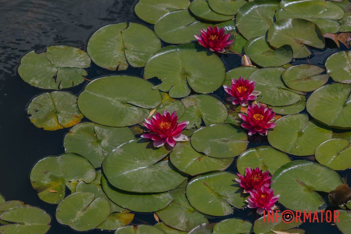Казка на воді: у яхт-клубі “Січ” розкрились білі, рожеві та персикові лілії 23