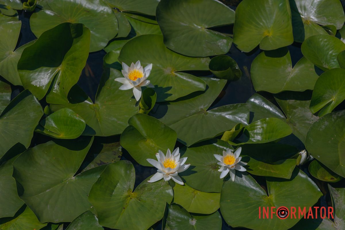 Казка на воді: у яхт-клубі “Січ” розкрились білі, рожеві та персикові лілії 24