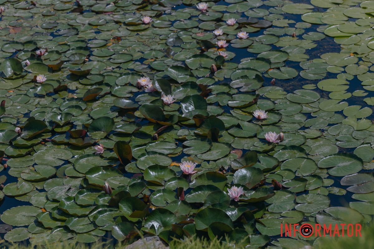 Казка на воді: у яхт-клубі “Січ” розкрились білі, рожеві та персикові лілії 25