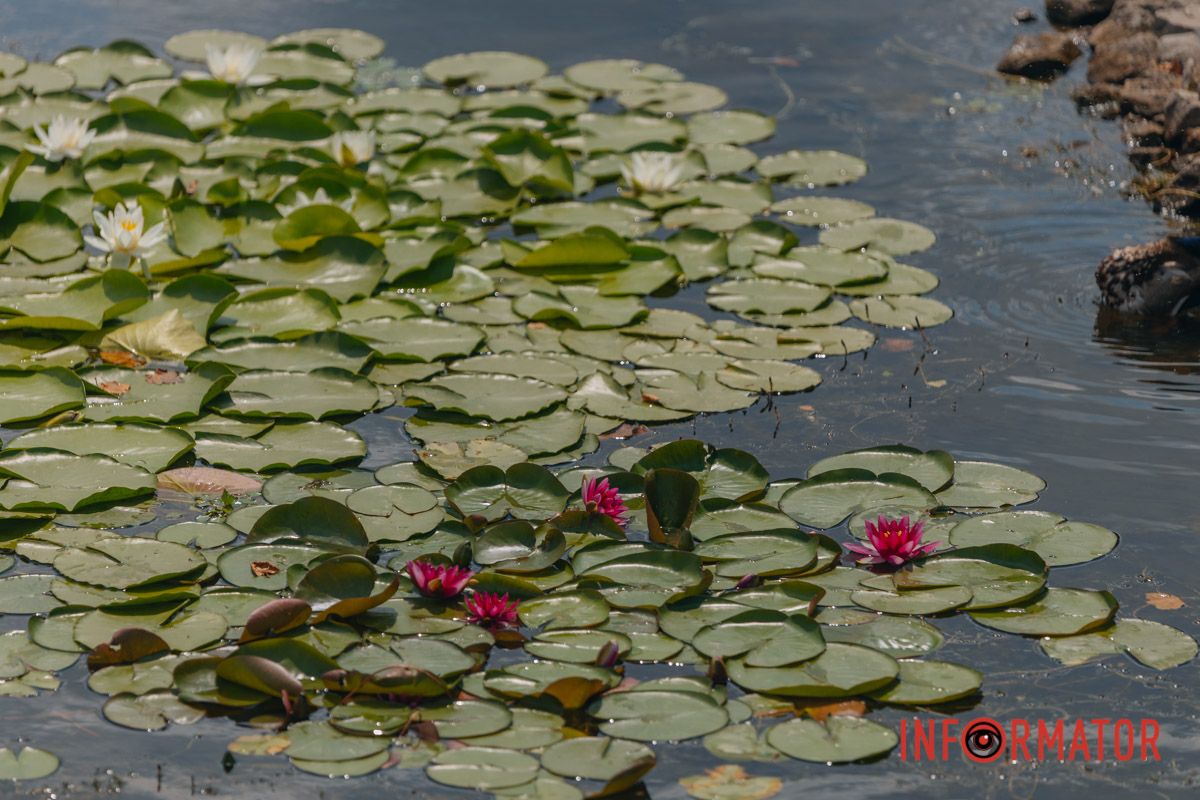 Казка на воді: у яхт-клубі “Січ” розкрились білі, рожеві та персикові лілії 26