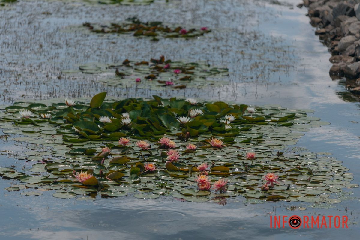 Казка на воді: у яхт-клубі “Січ” розкрились білі, рожеві та персикові лілії 27
