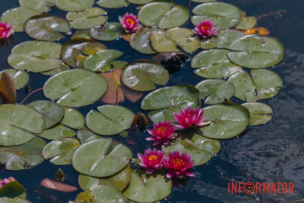 Казка на воді: у яхт-клубі “Січ” розкрились білі, рожеві та персикові лілії 28