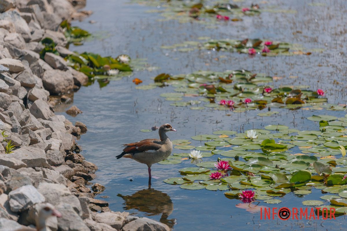 Казка на воді: у яхт-клубі “Січ” розкрились білі, рожеві та персикові лілії 29