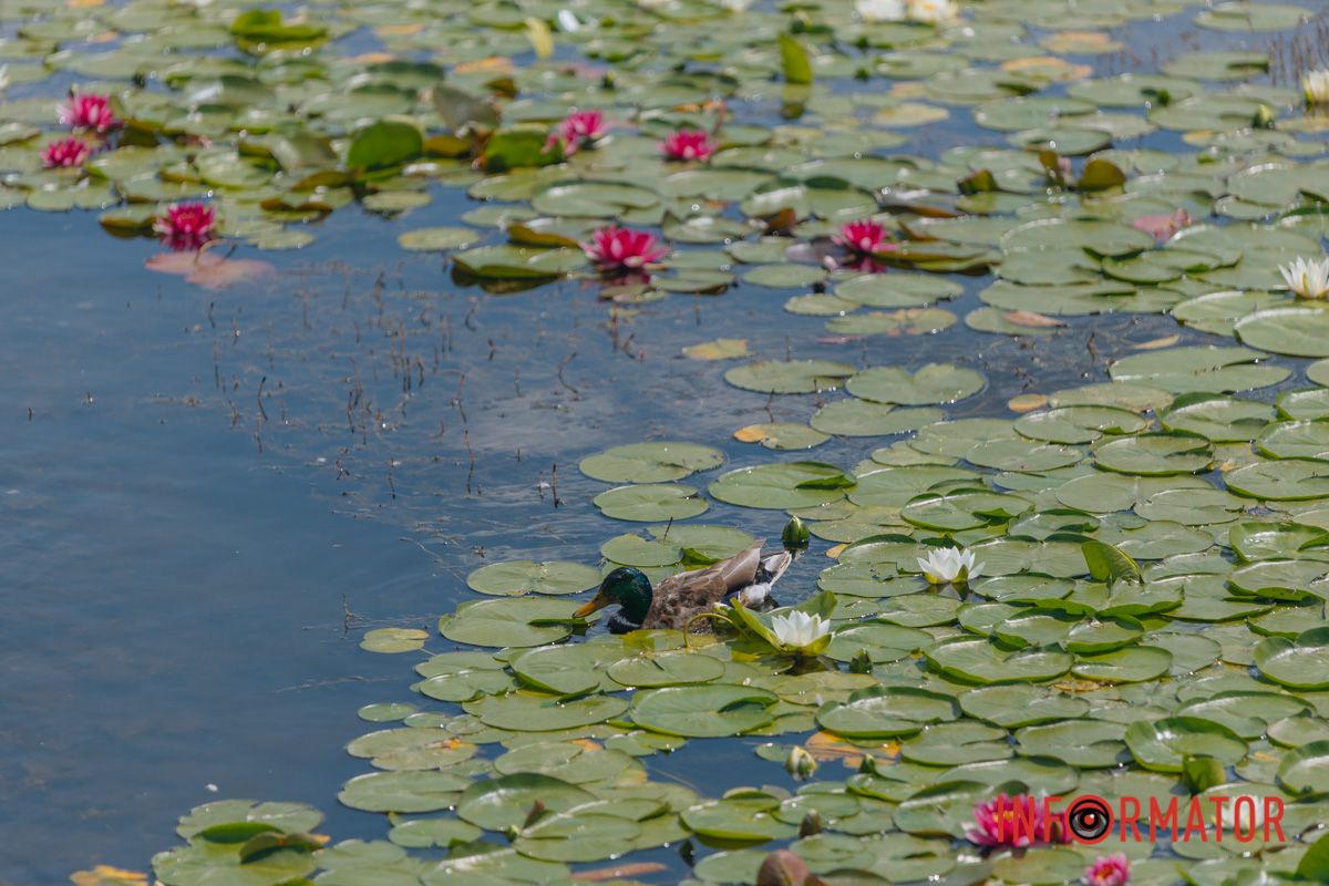 Казка на воді: у яхт-клубі “Січ” розкрились білі, рожеві та персикові лілії 30
