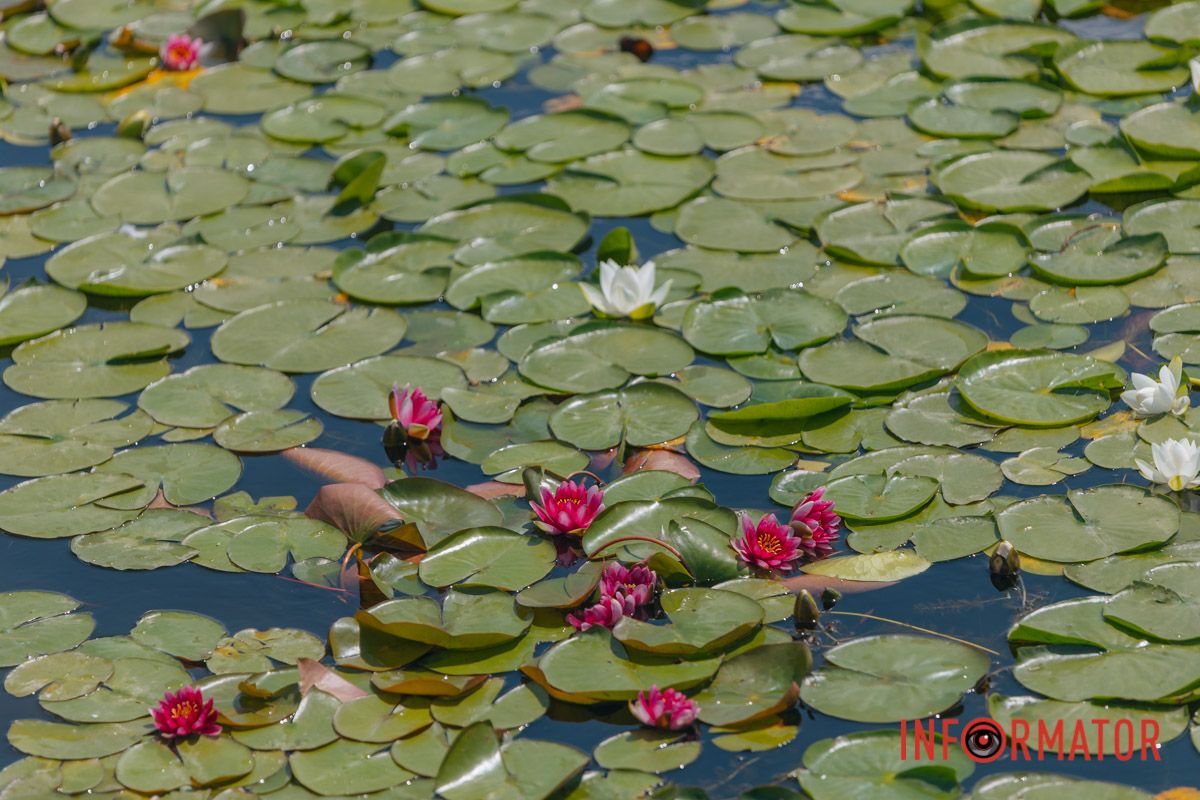 Казка на воді: у яхт-клубі “Січ” розкрились білі, рожеві та персикові лілії 32