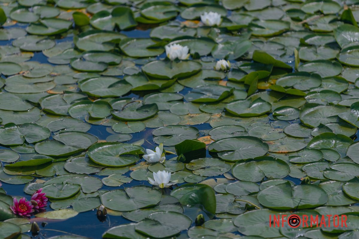 Казка на воді: у яхт-клубі “Січ” розкрились білі, рожеві та персикові лілії 31