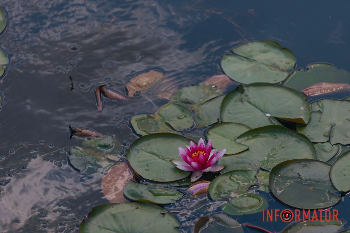 Казка на воді: у яхт-клубі “Січ” розкрились білі, рожеві та персикові лілії 33