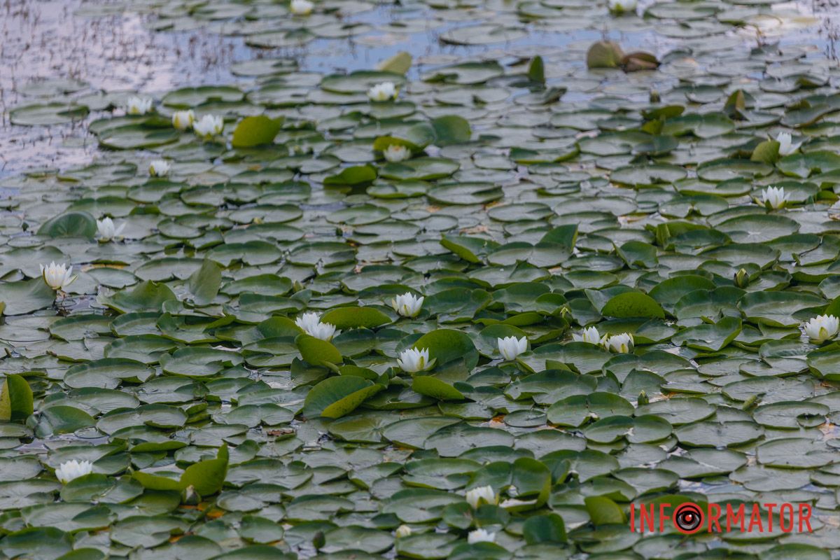 Казка на воді: у яхт-клубі “Січ” розкрились білі, рожеві та персикові лілії 34
