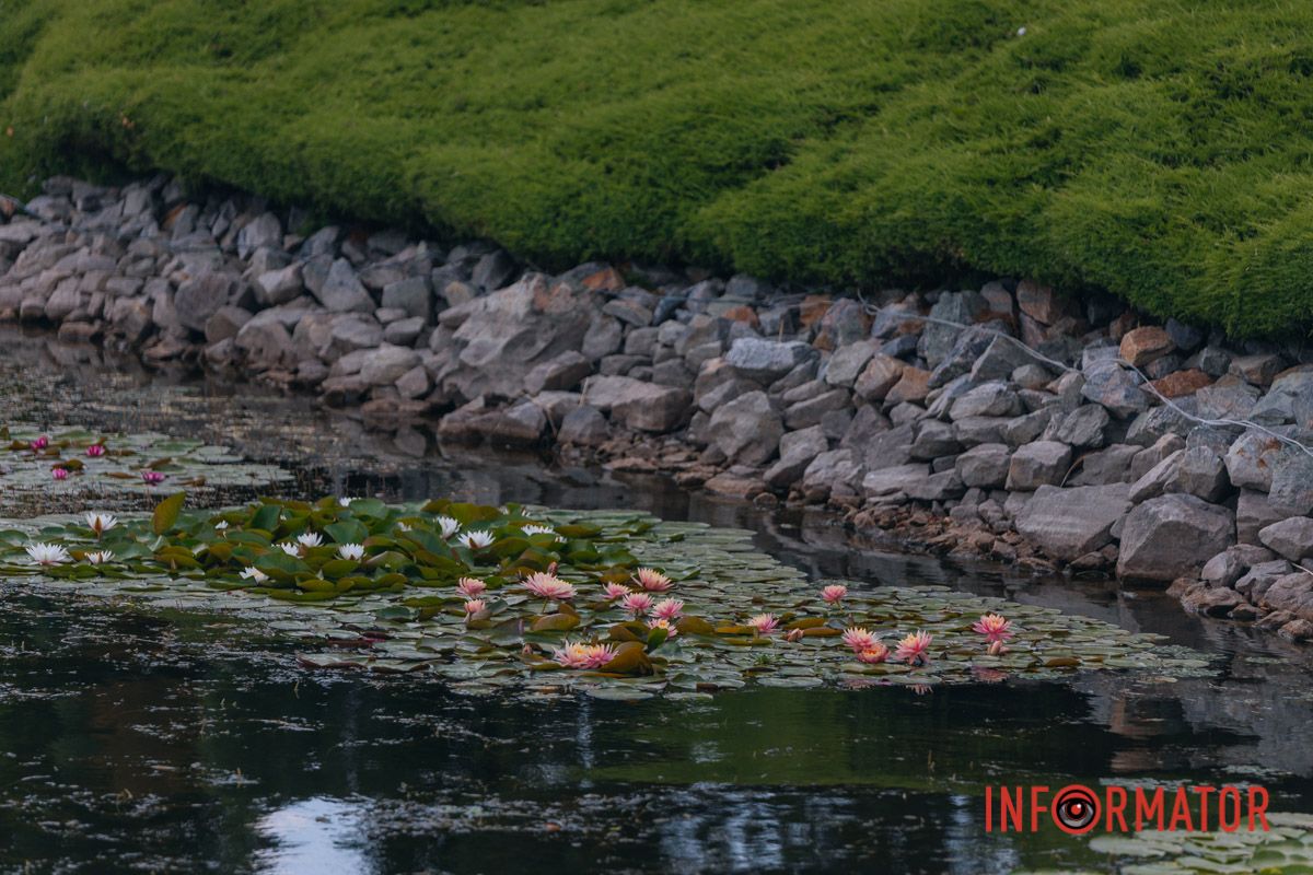 Казка на воді: у яхт-клубі “Січ” розкрились білі, рожеві та персикові лілії 35