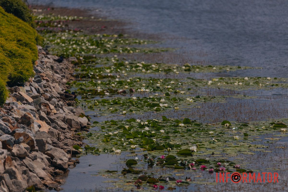 Казка на воді: у яхт-клубі “Січ” розкрились білі, рожеві та персикові лілії 36