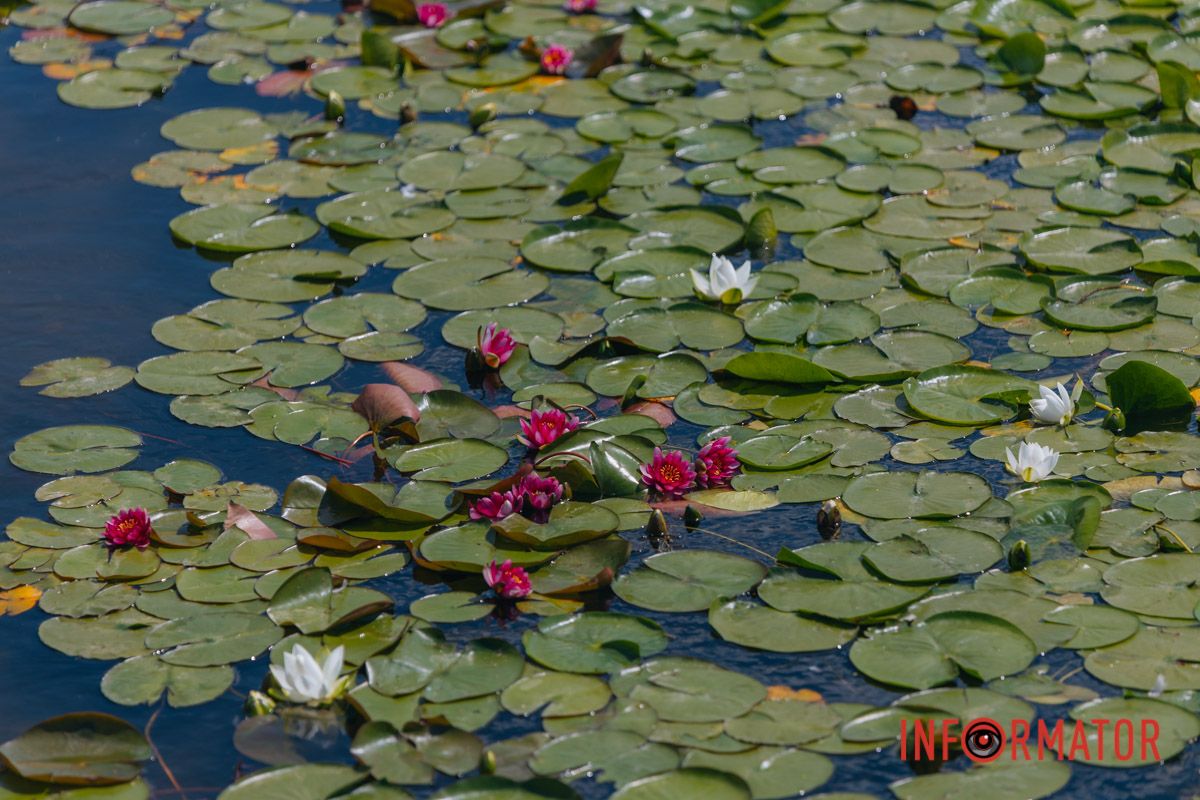 Казка на воді: у яхт-клубі “Січ” розкрились білі, рожеві та персикові лілії 37