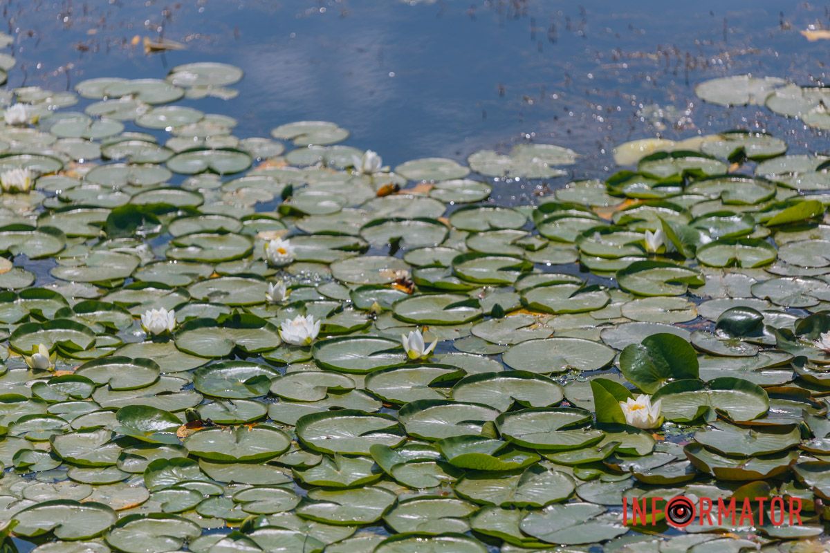 Казка на воді: у яхт-клубі “Січ” розкрились білі, рожеві та персикові лілії 39
