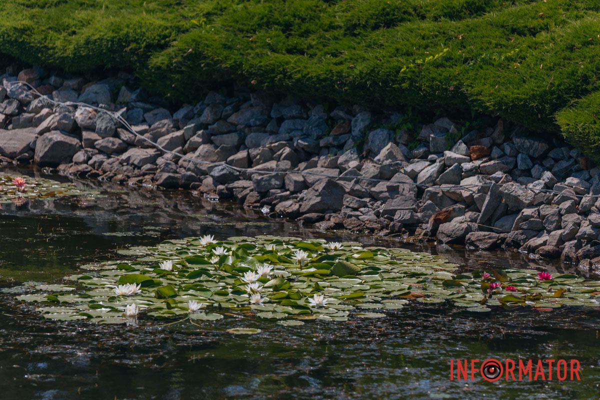 Казка на воді: у яхт-клубі “Січ” розкрились білі, рожеві та персикові лілії 40