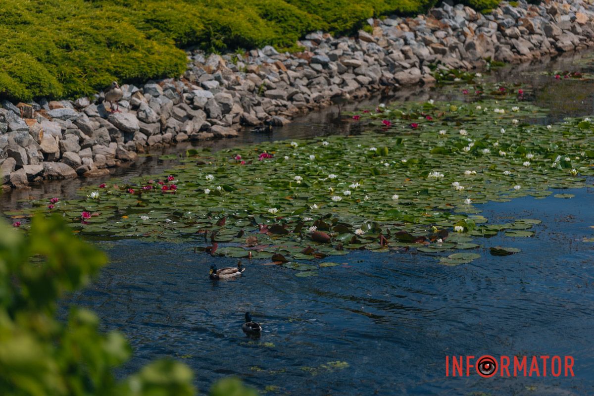 Казка на воді: у яхт-клубі “Січ” розкрились білі, рожеві та персикові лілії 41