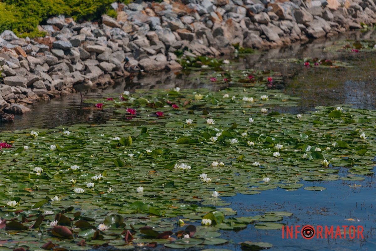Казка на воді: у яхт-клубі “Січ” розкрились білі, рожеві та персикові лілії 43
