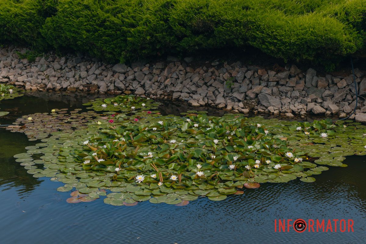 Казка на воді: у яхт-клубі “Січ” розкрились білі, рожеві та персикові лілії 42