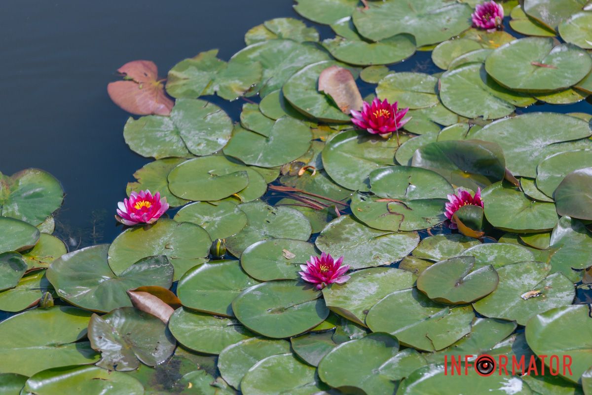 Казка на воді: у яхт-клубі “Січ” розкрились білі, рожеві та персикові лілії 44