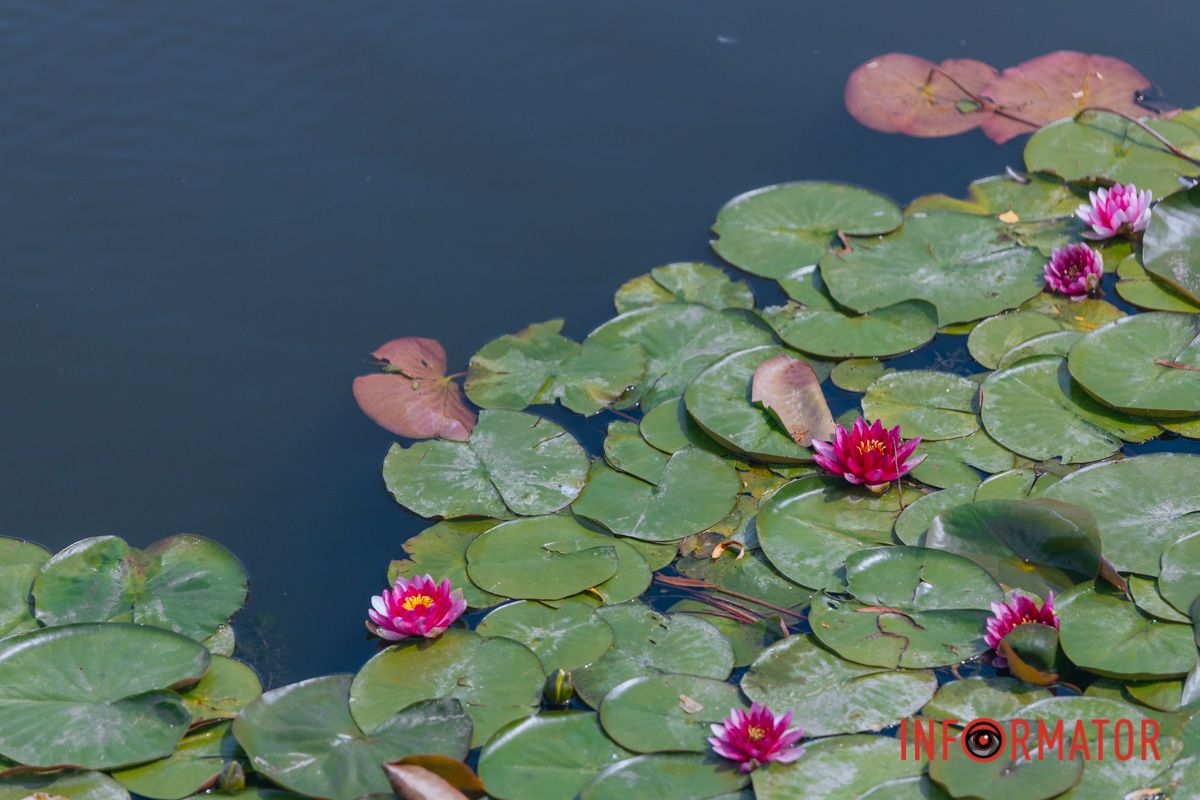 Казка на воді: у яхт-клубі “Січ” розкрились білі, рожеві та персикові лілії 45