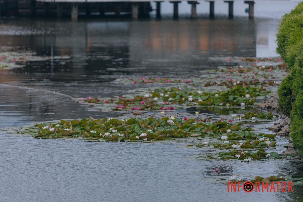 Казка на воді: у яхт-клубі “Січ” розкрились білі, рожеві та персикові лілії 48