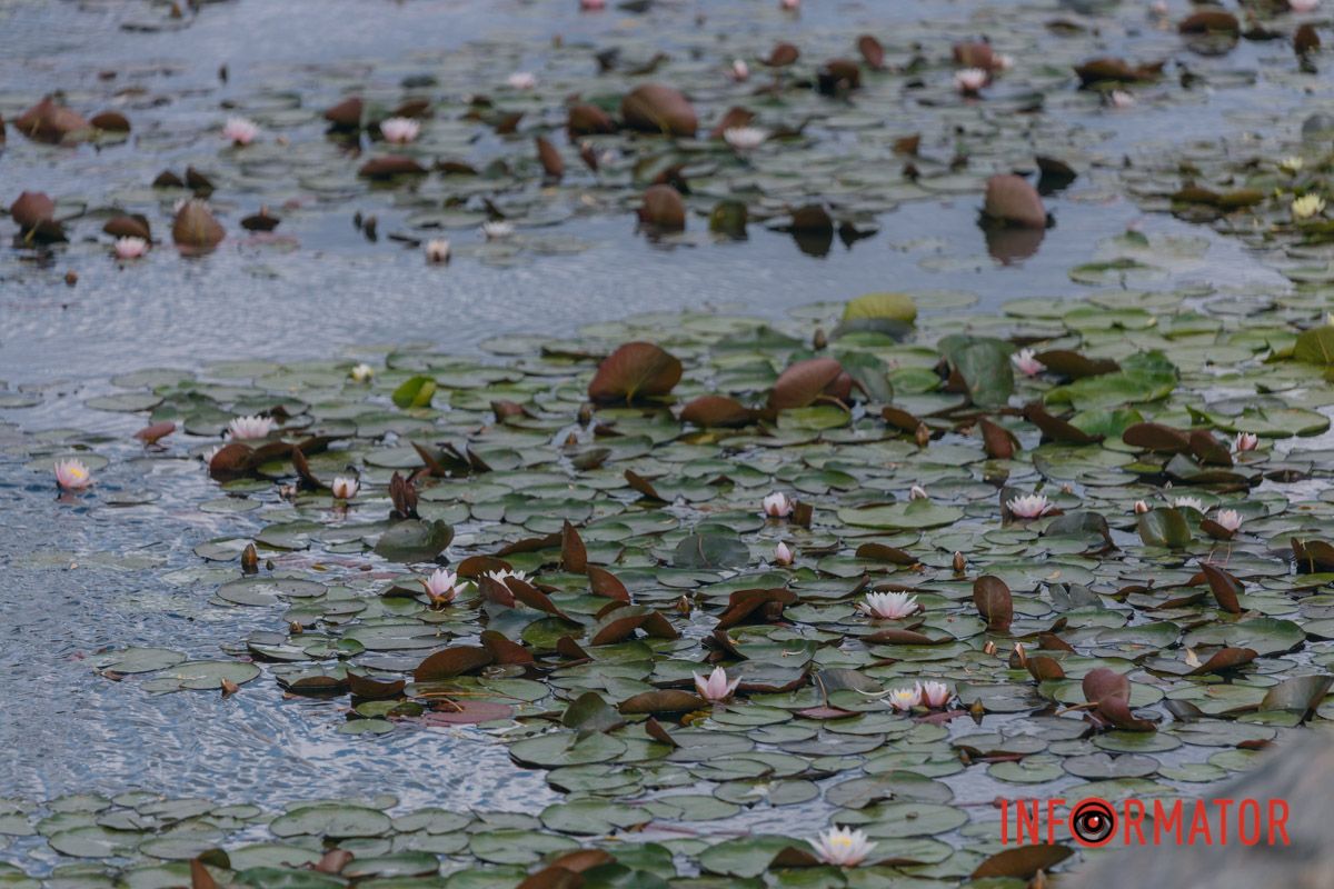 Казка на воді: у яхт-клубі “Січ” розкрились білі, рожеві та персикові лілії 50