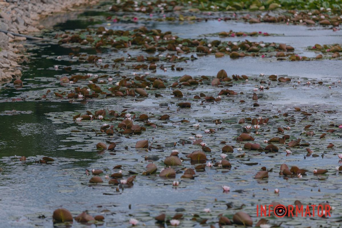 Казка на воді: у яхт-клубі “Січ” розкрились білі, рожеві та персикові лілії 51