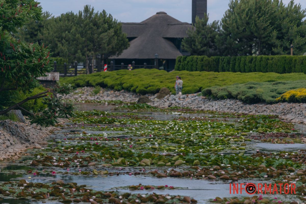 Казка на воді: у яхт-клубі “Січ” розкрились білі, рожеві та персикові лілії 52