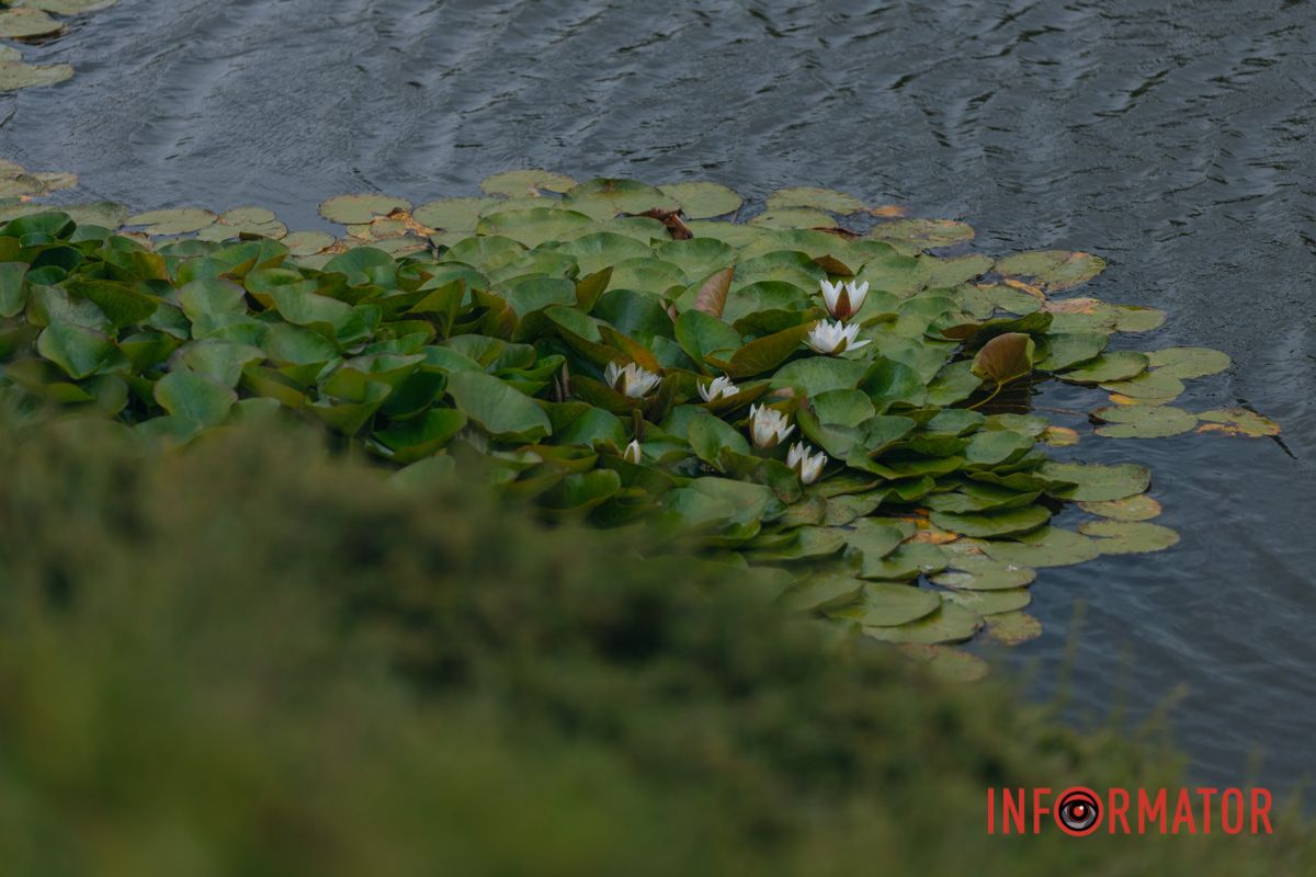 Казка на воді: у яхт-клубі “Січ” розкрились білі, рожеві та персикові лілії 56