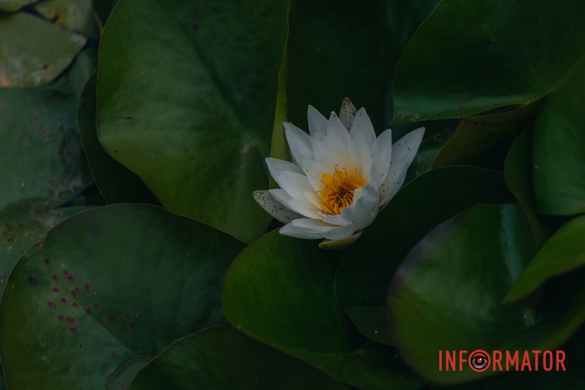 Казка на воді: у яхт-клубі “Січ” розкрились білі, рожеві та персикові лілії 57