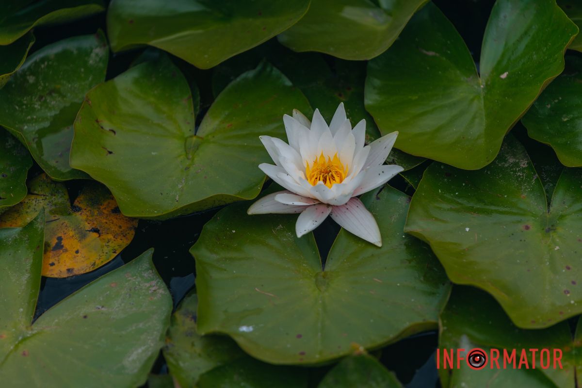 Казка на воді: у яхт-клубі “Січ” розкрились білі, рожеві та персикові лілії 58