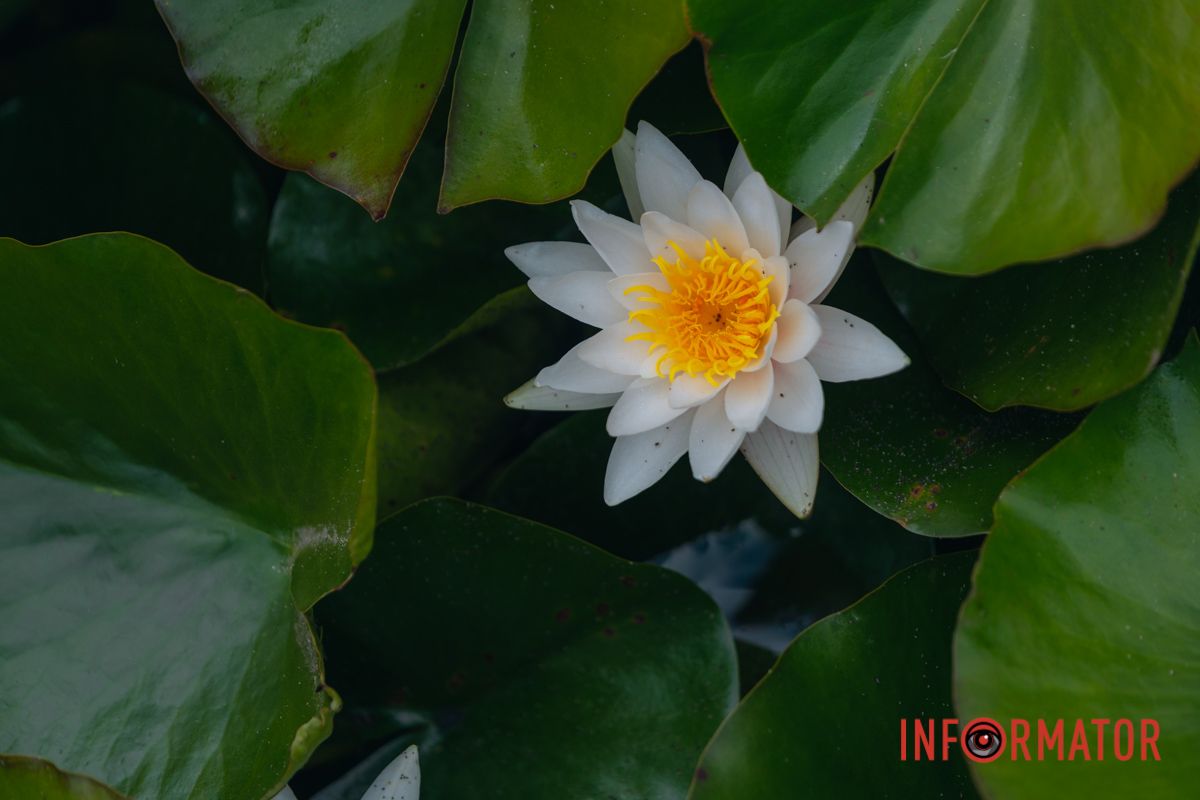 Казка на воді: у яхт-клубі “Січ” розкрились білі, рожеві та персикові лілії 60