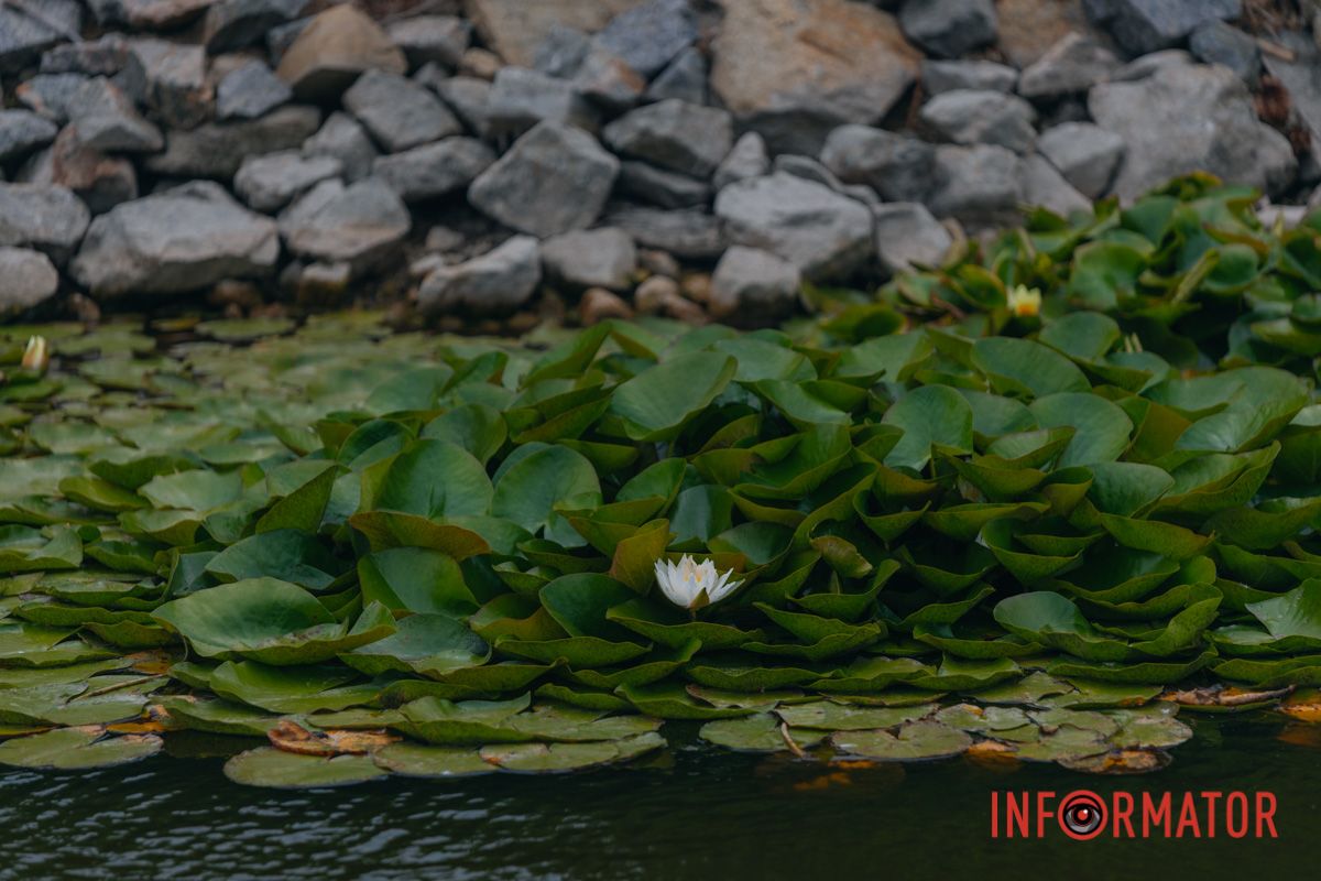 Казка на воді: у яхт-клубі “Січ” розкрились білі, рожеві та персикові лілії 61