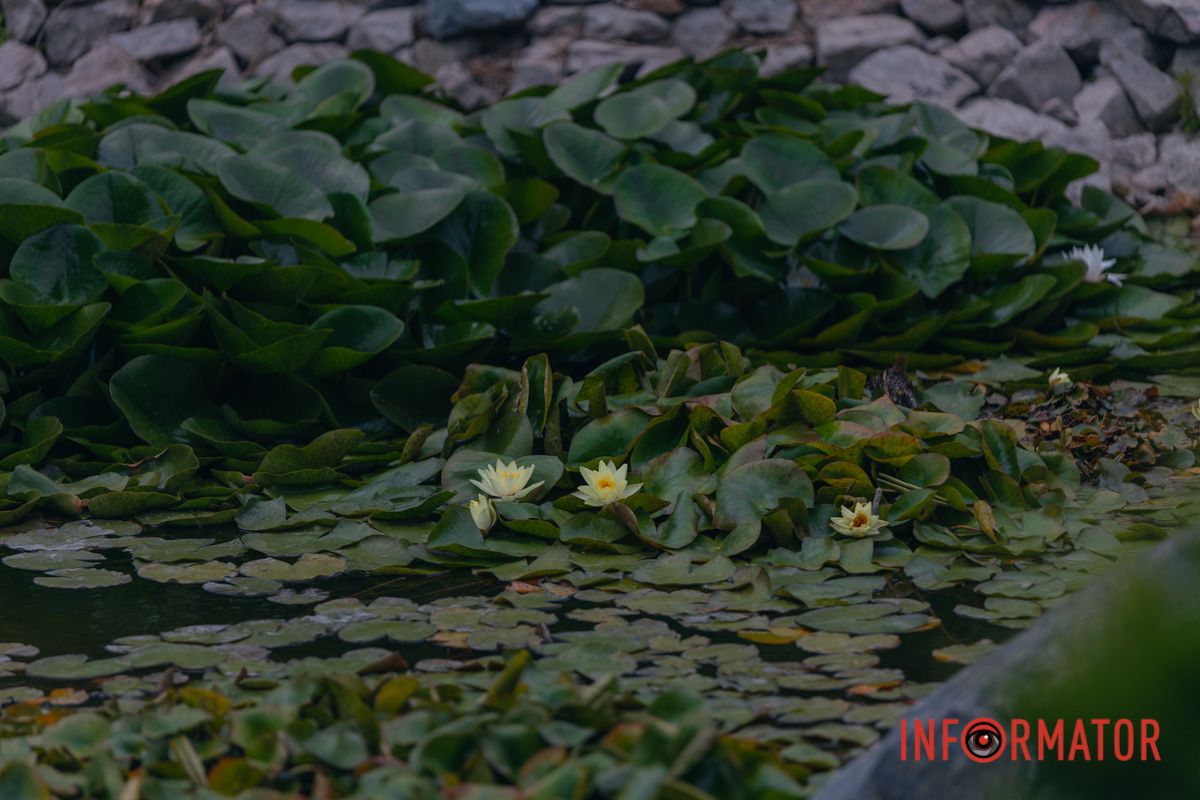 Казка на воді: у яхт-клубі “Січ” розкрились білі, рожеві та персикові лілії 62