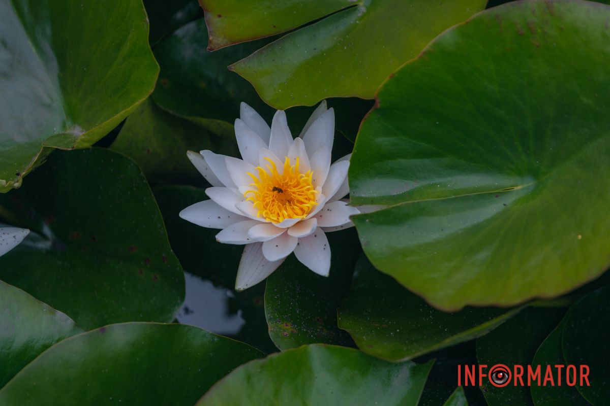 Казка на воді: у яхт-клубі “Січ” розкрились білі, рожеві та персикові лілії 64