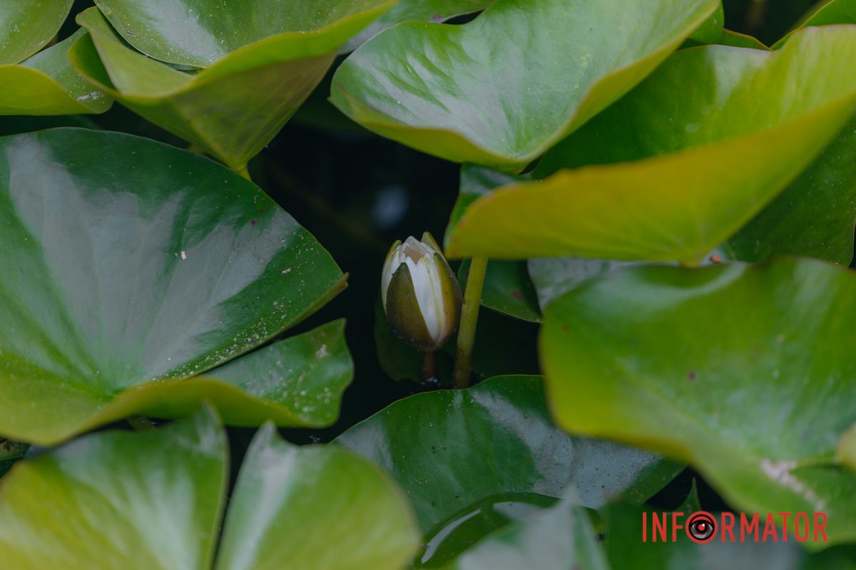 Казка на воді: у яхт-клубі “Січ” розкрились білі, рожеві та персикові лілії 59