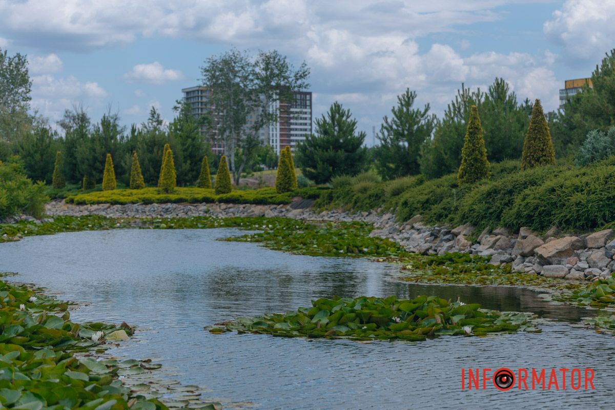 Казка на воді: у яхт-клубі “Січ” розкрились білі, рожеві та персикові лілії 65